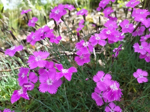 Cheddar Pink