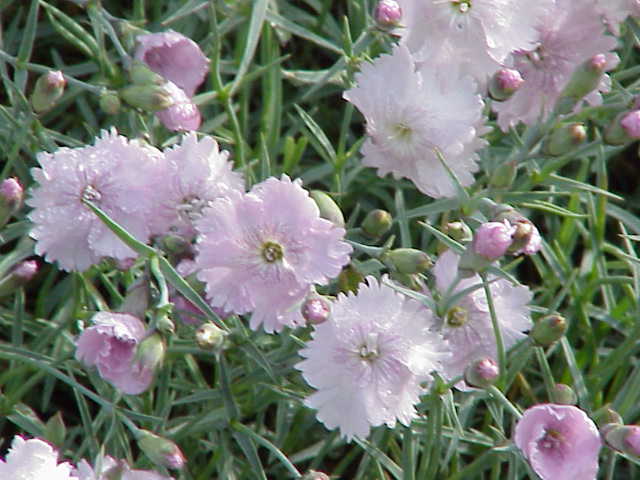 Cheddar Pink