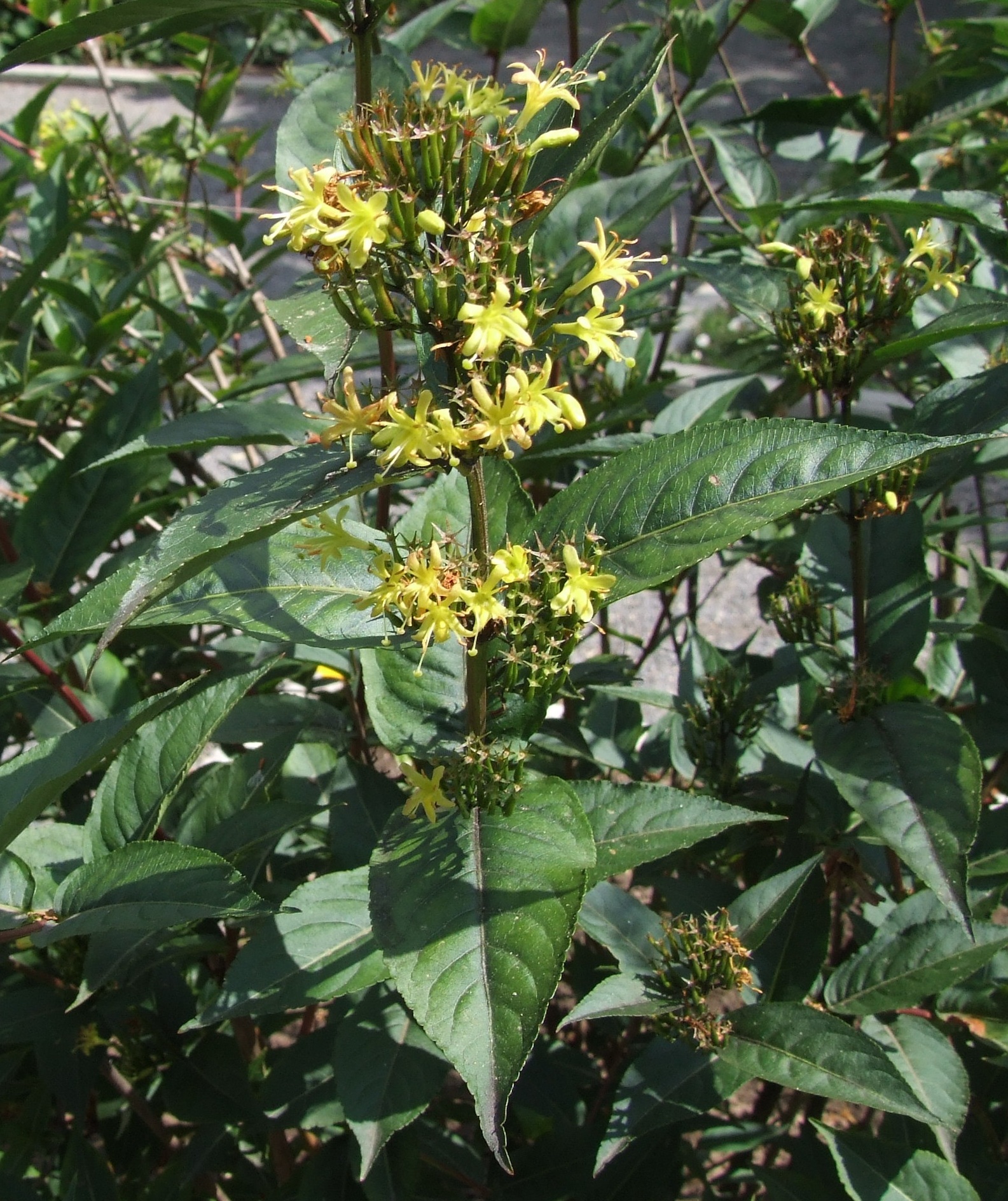 Bush Honeysuckle True