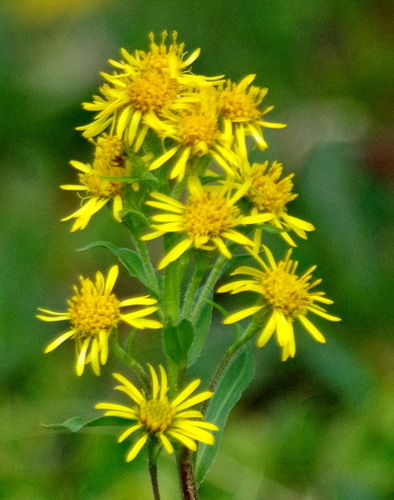 Little Lemon Goldenrod