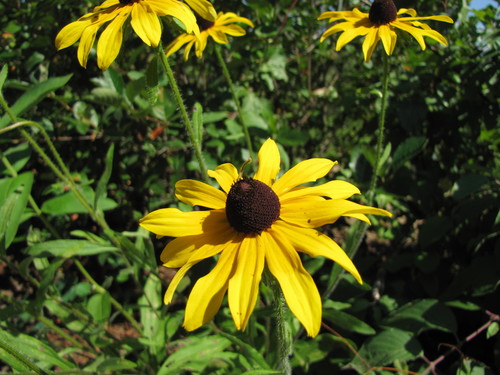 Black-Eyed Susan 'American Gold Rush'