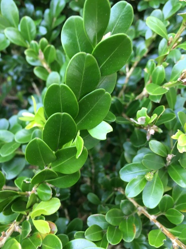 Boxwood