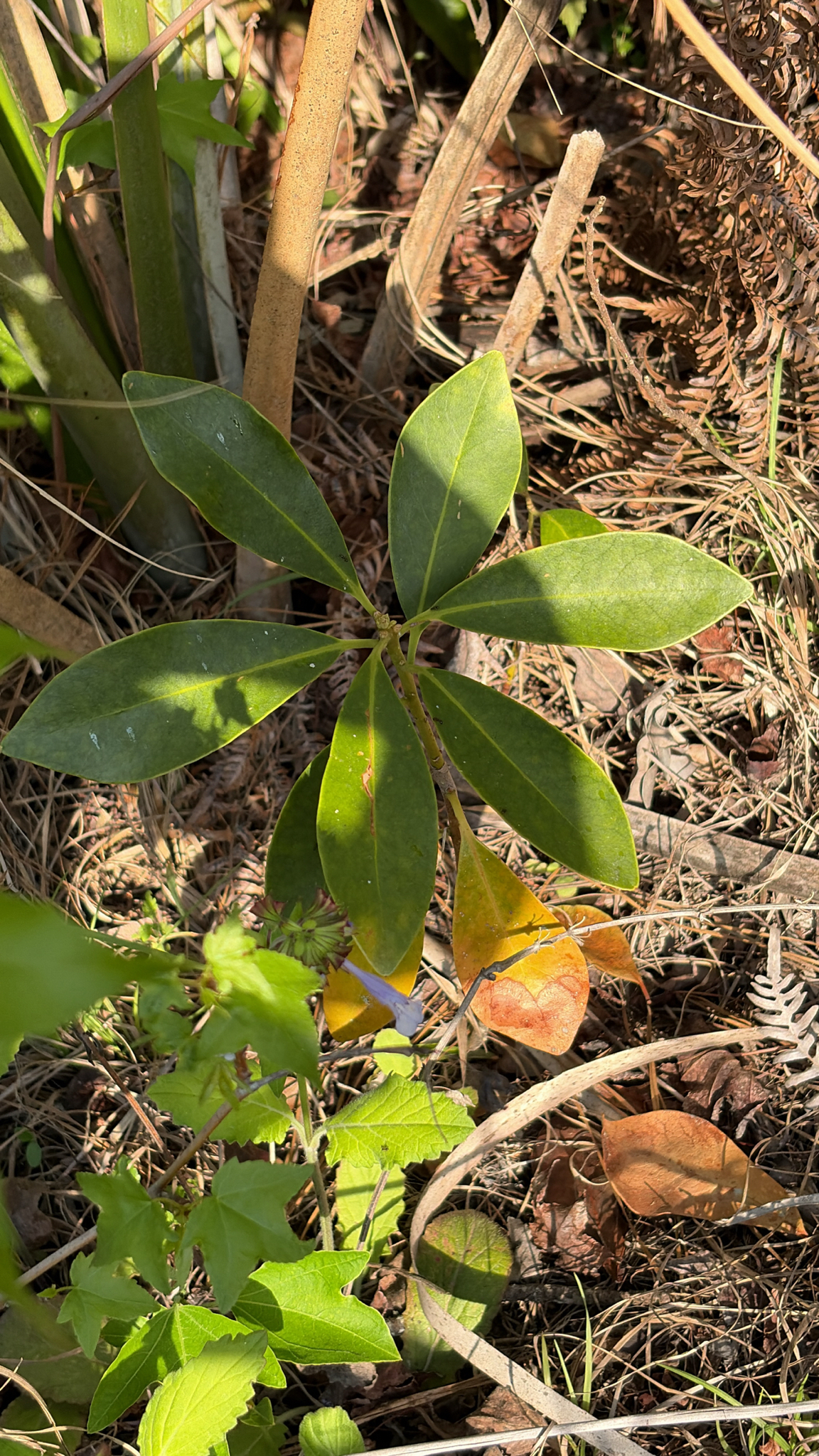 Hardy Yellow Anise