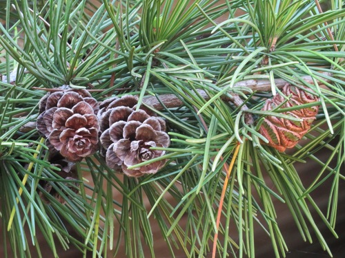 Umbrella Pine