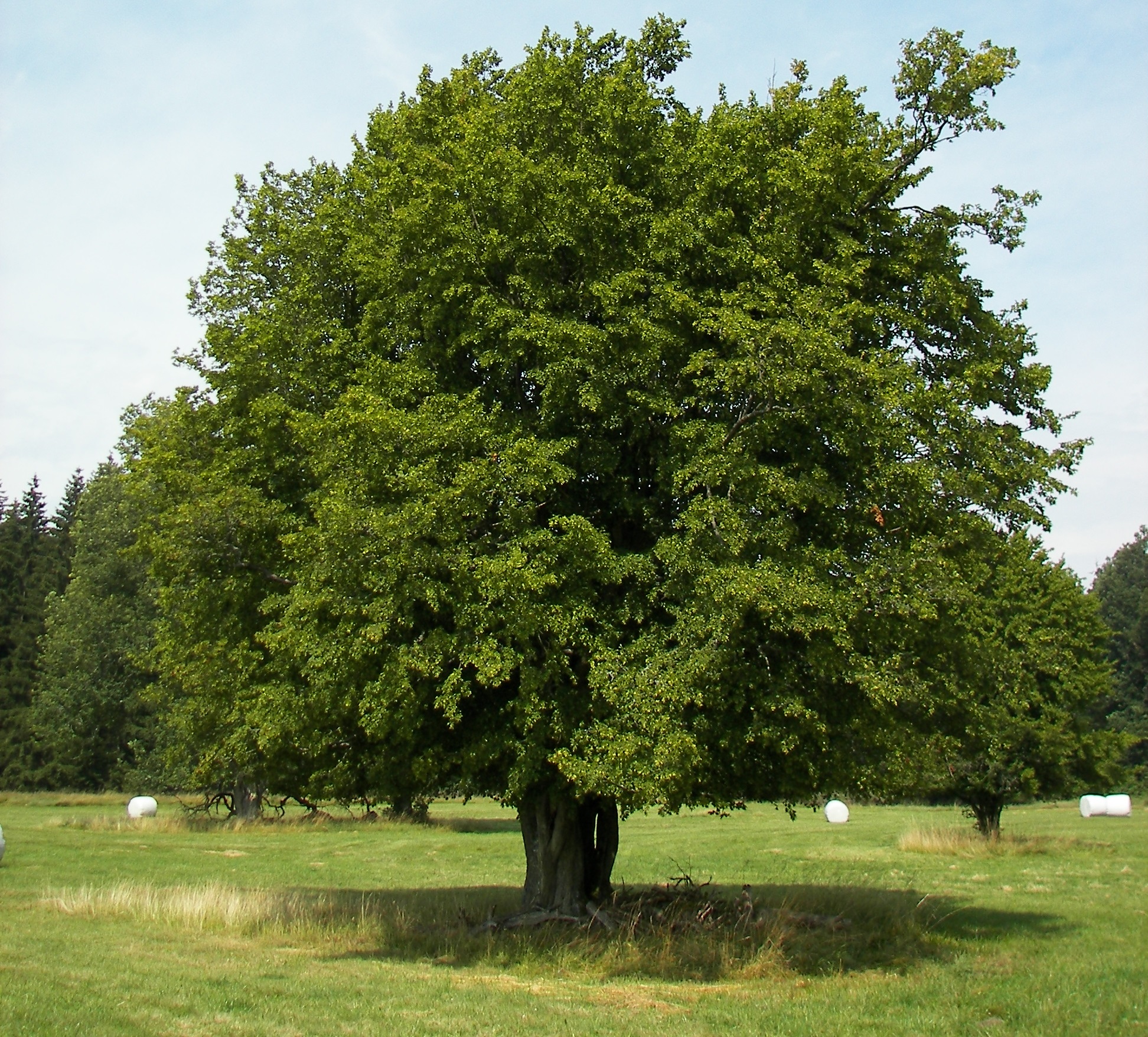 Dwarf Columnar European Hornbeam