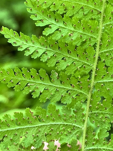 Eastern Hayscented Fern