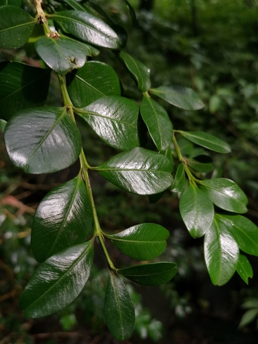 Korean Boxwood