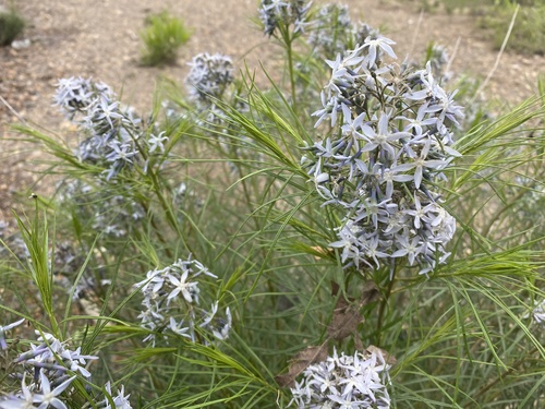 Blue Star
