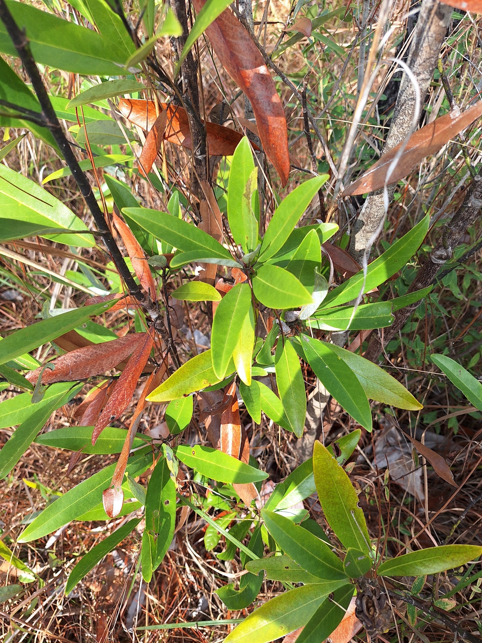 Sweet Bay Magnolia