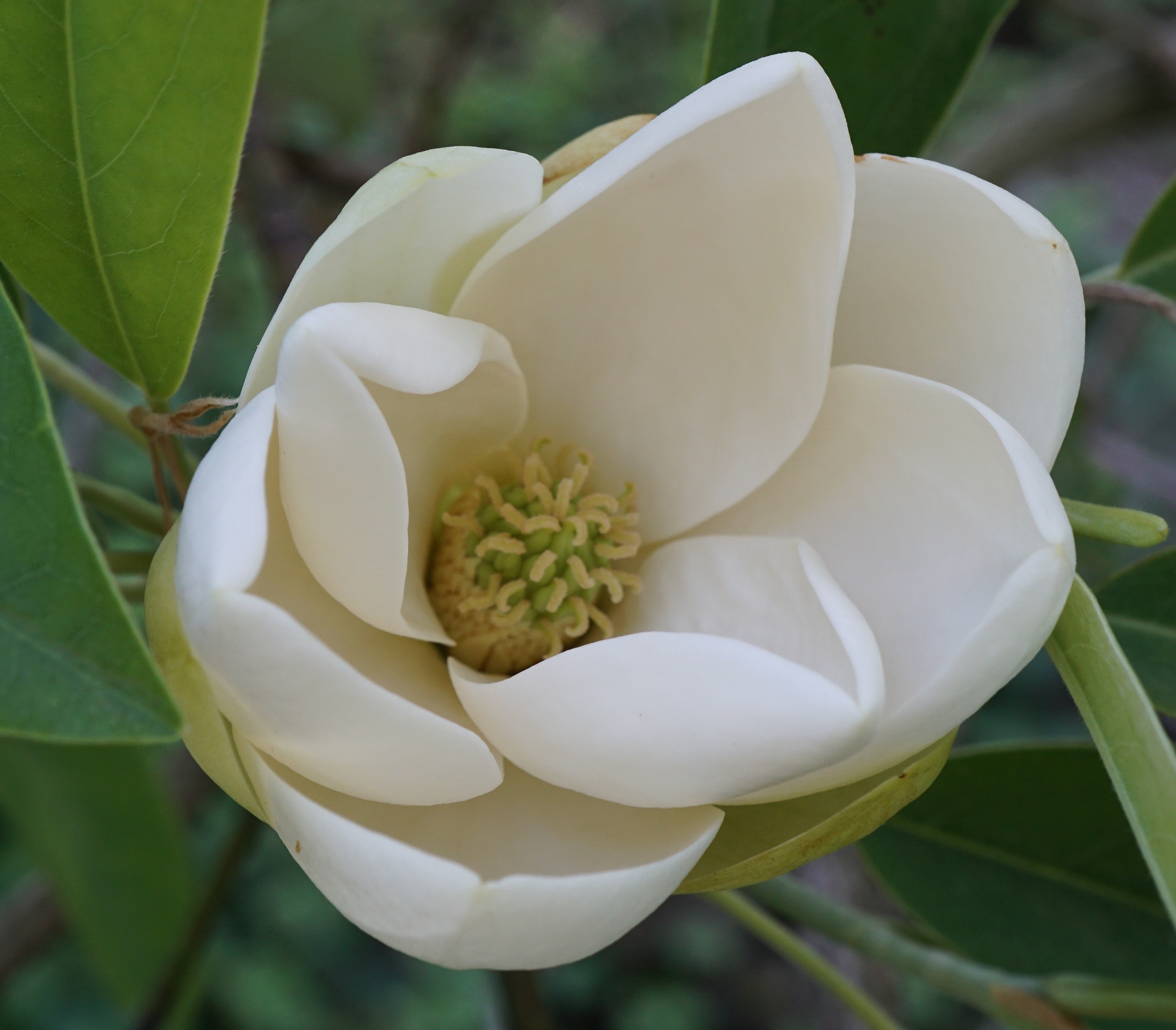 Sweet Bay Magnolia