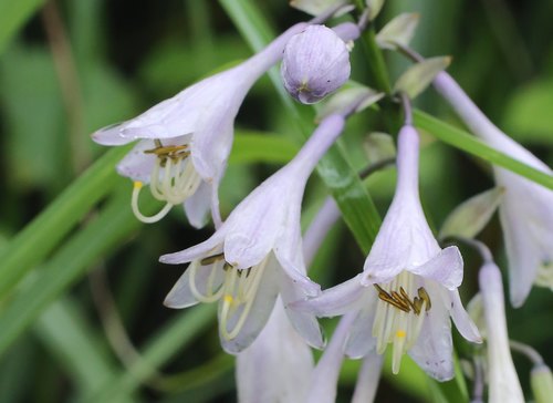 Plantain Lily 'Frances Williams'