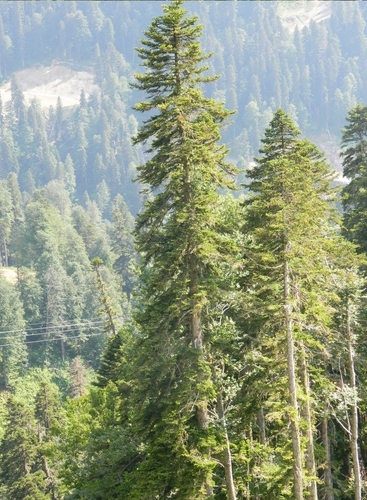 Oriental Spruce