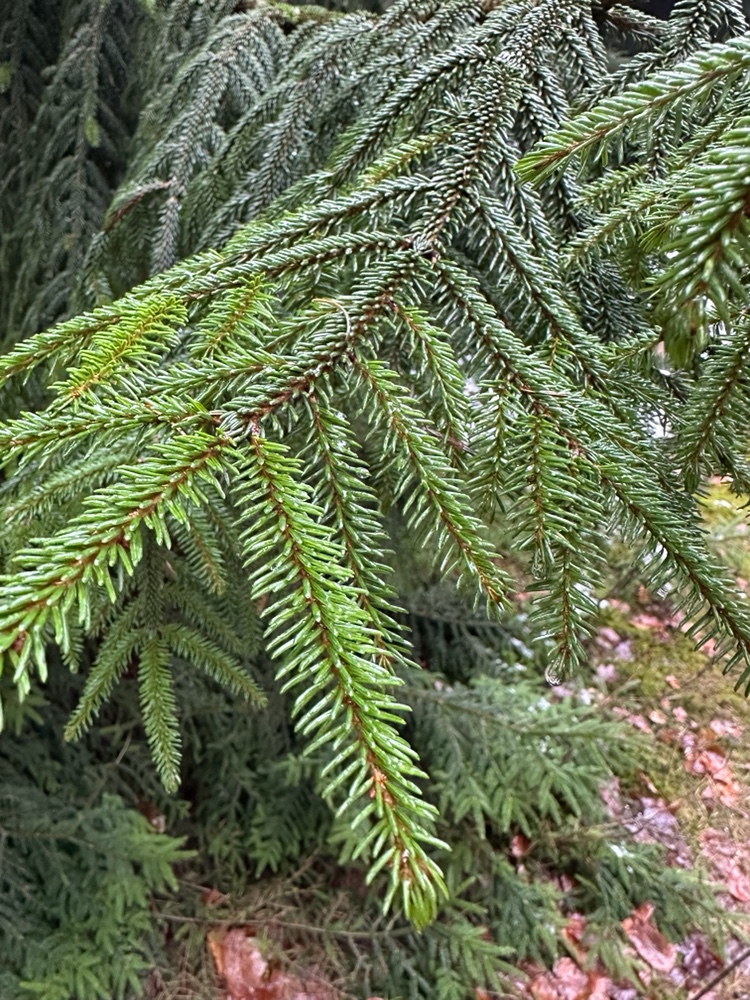 Oriental Spruce