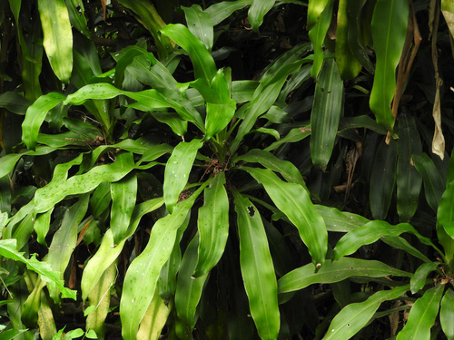 Corn Plant 'Lemon Lime'