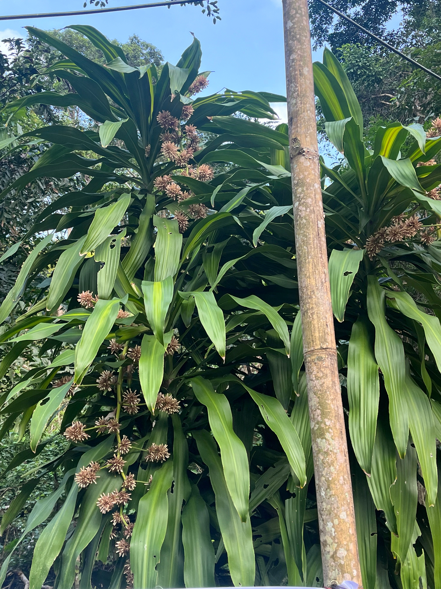 Corn Plant 'Lemon Lime'