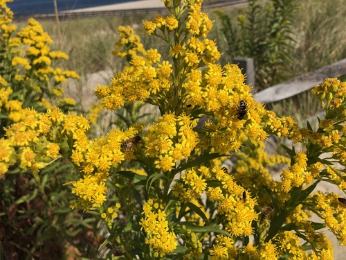 Goldenrod
