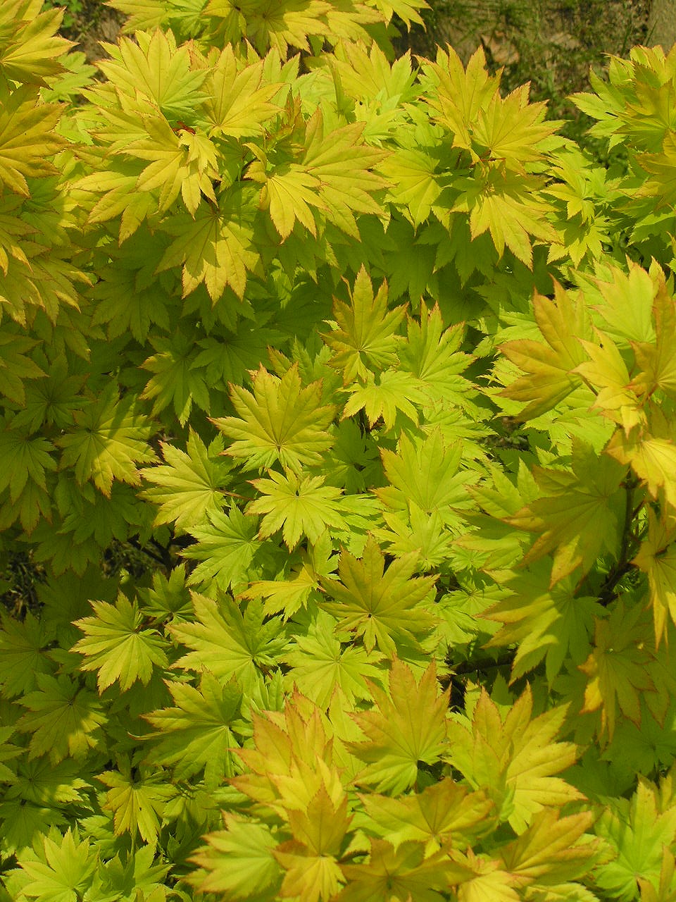 Full Moon Japanese Maple