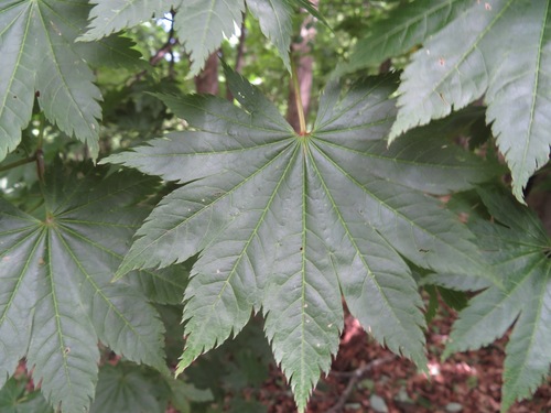Full Moon Japanese Maple