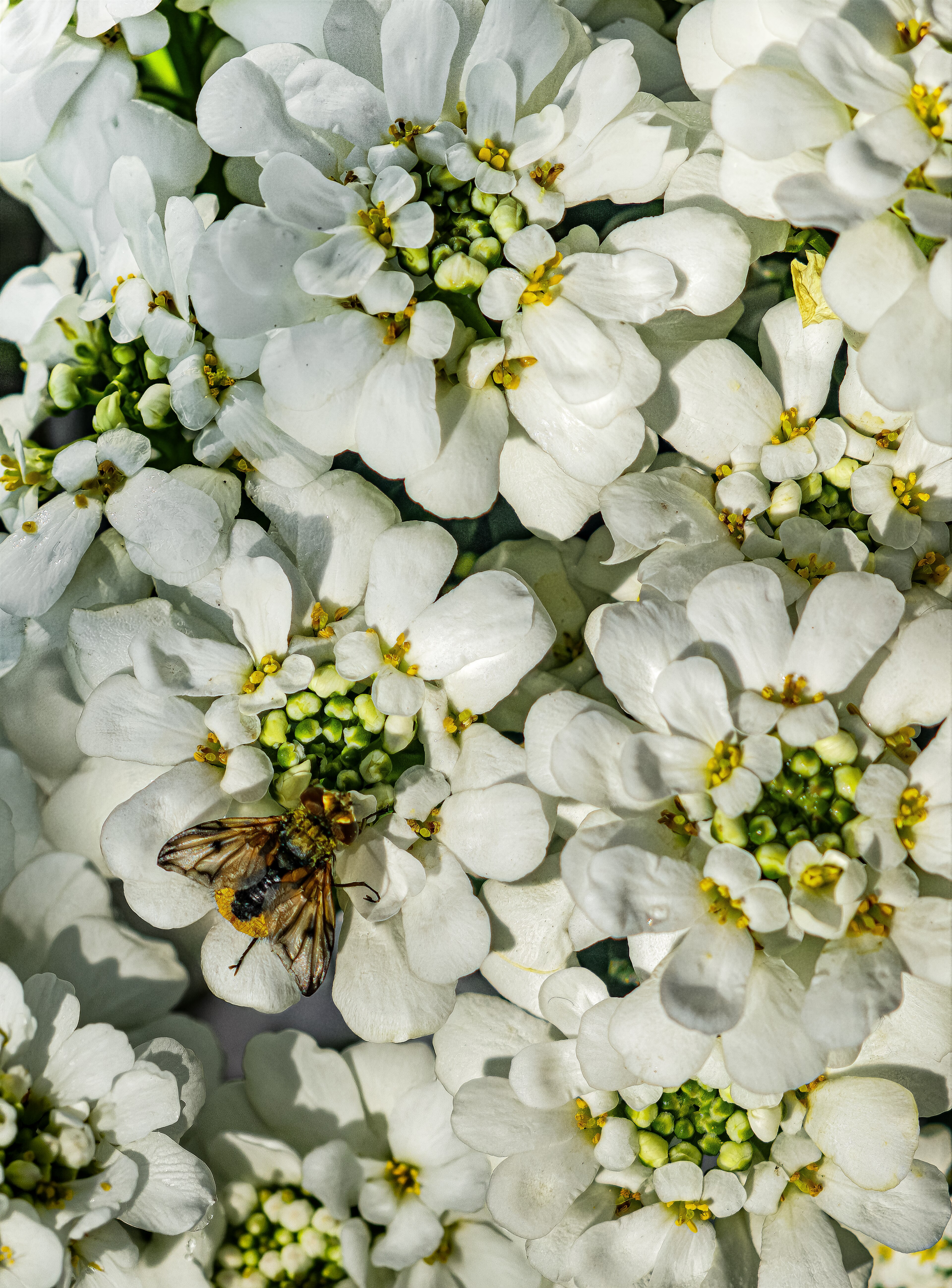 Candytuft 'Snowsurfer'