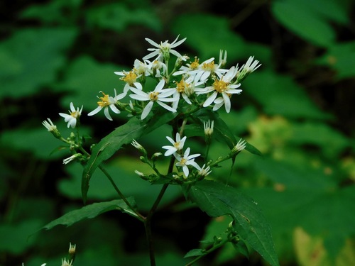 Aster