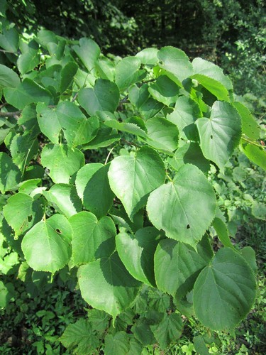 Little Leaf Linden 'Greenspire'
