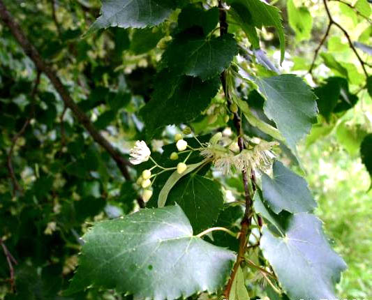 Little Leaf Linden 'Greenspire'