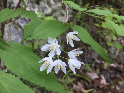 Proven Winners Duncan Chardonnay Pearls Deutzia