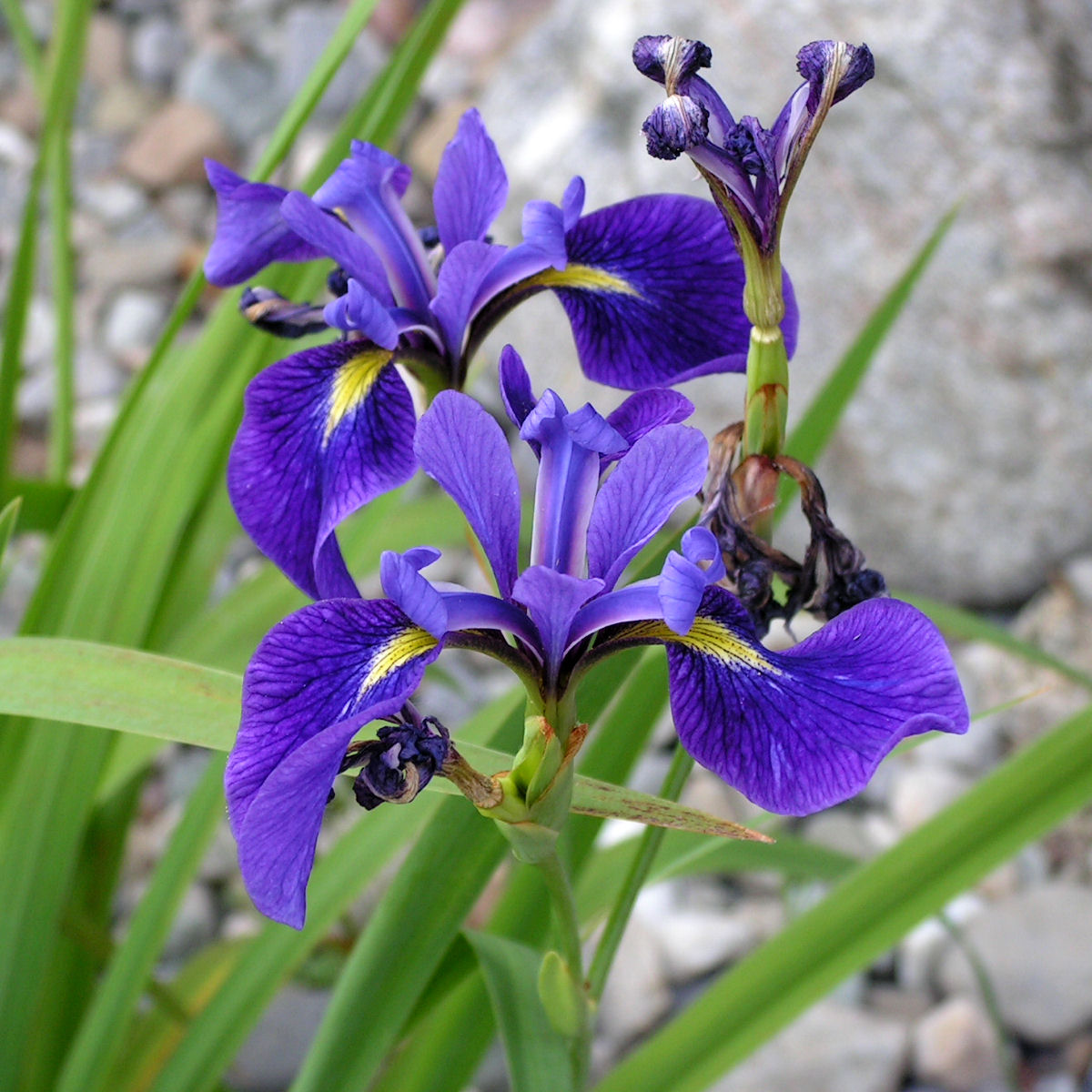 Iris