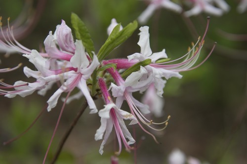 Pinxterbloom Azalea