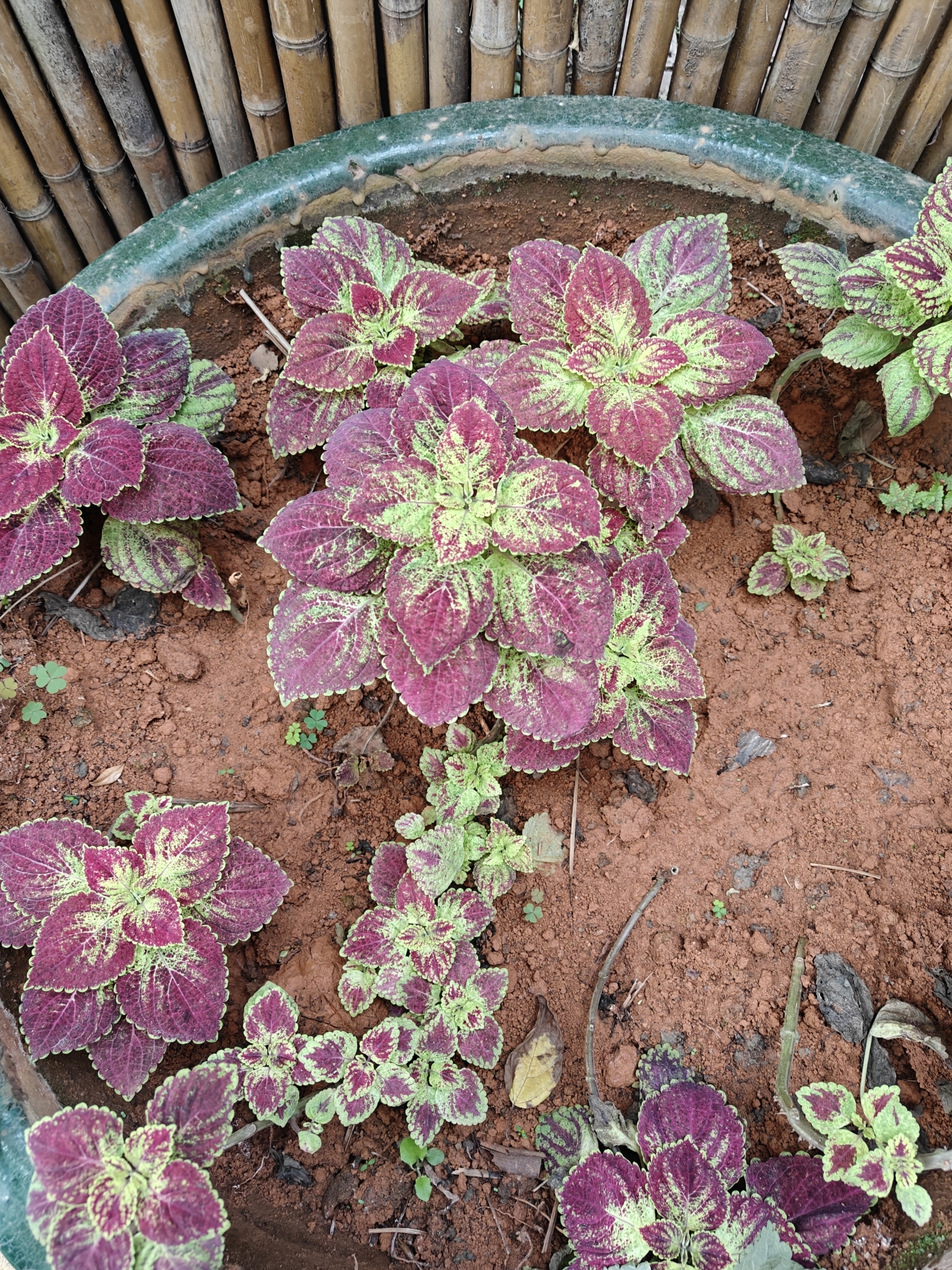 Coleus Kong Jr. Rose