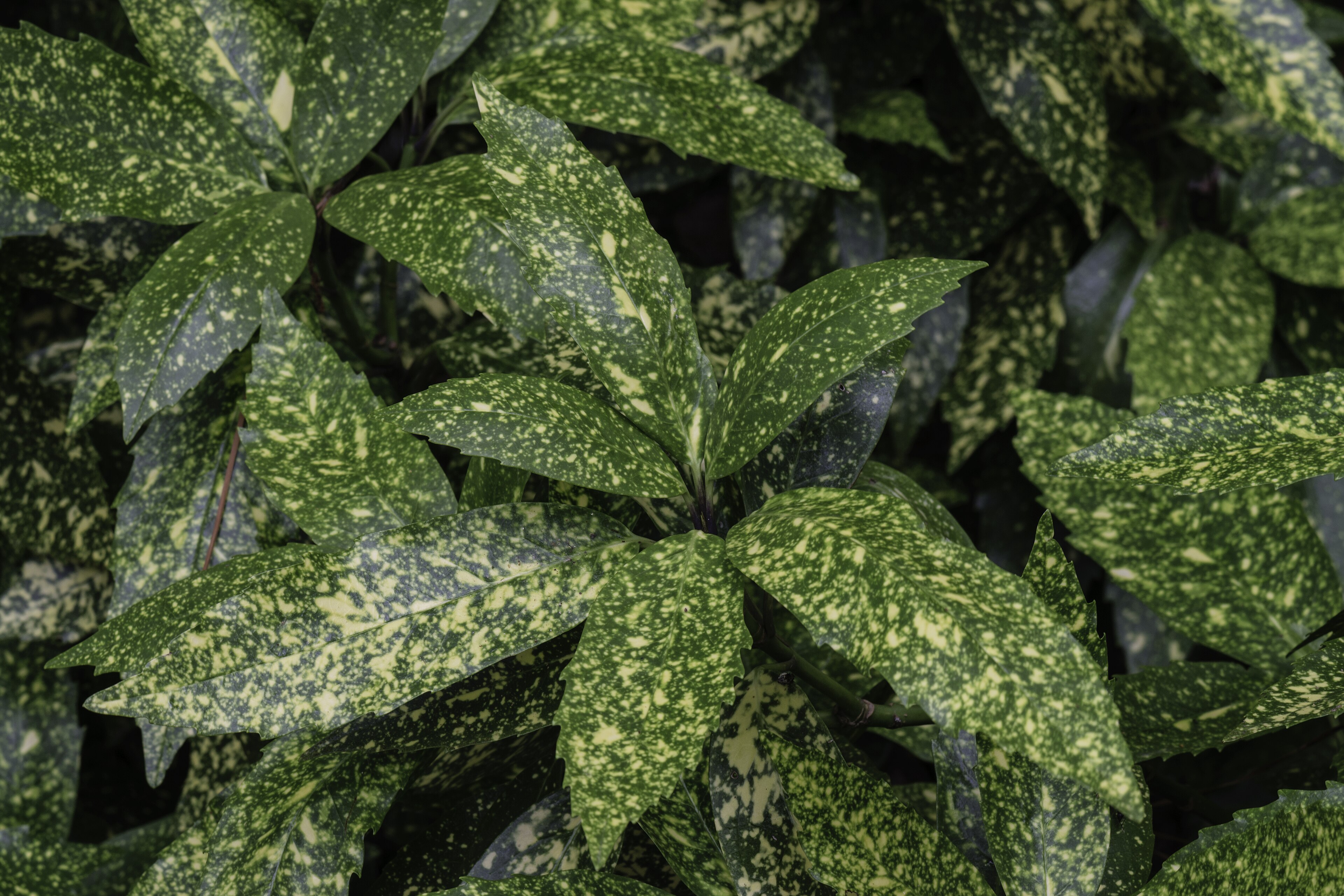 Dwarf Variegated Laurel