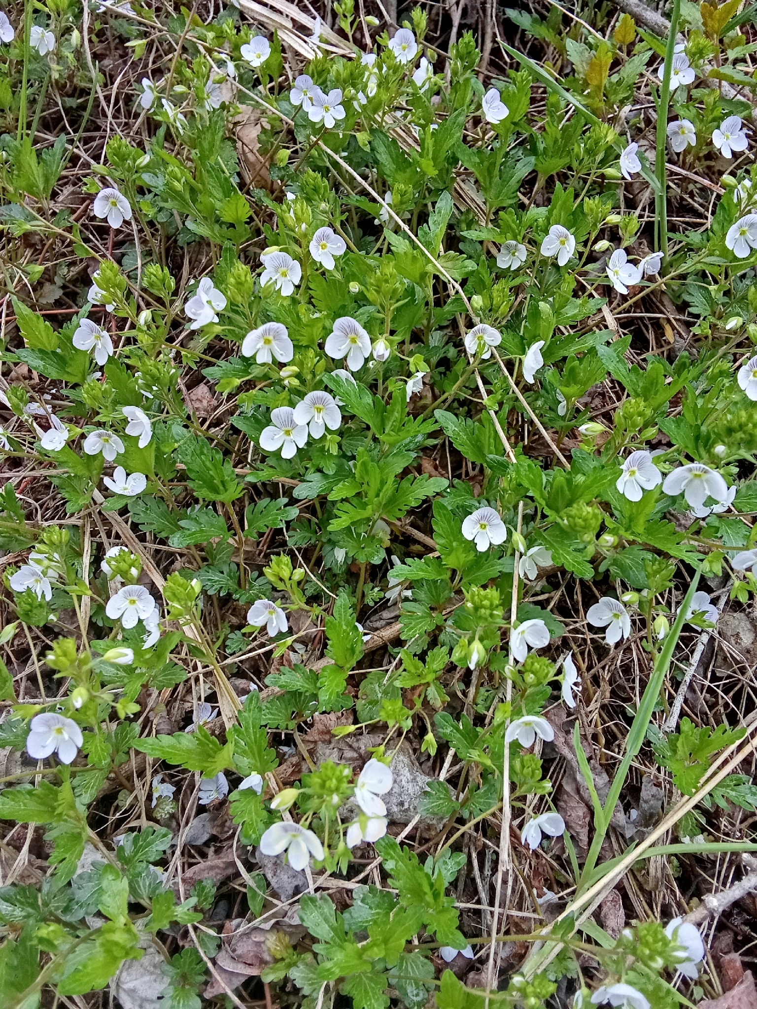 Creeping Speedwell