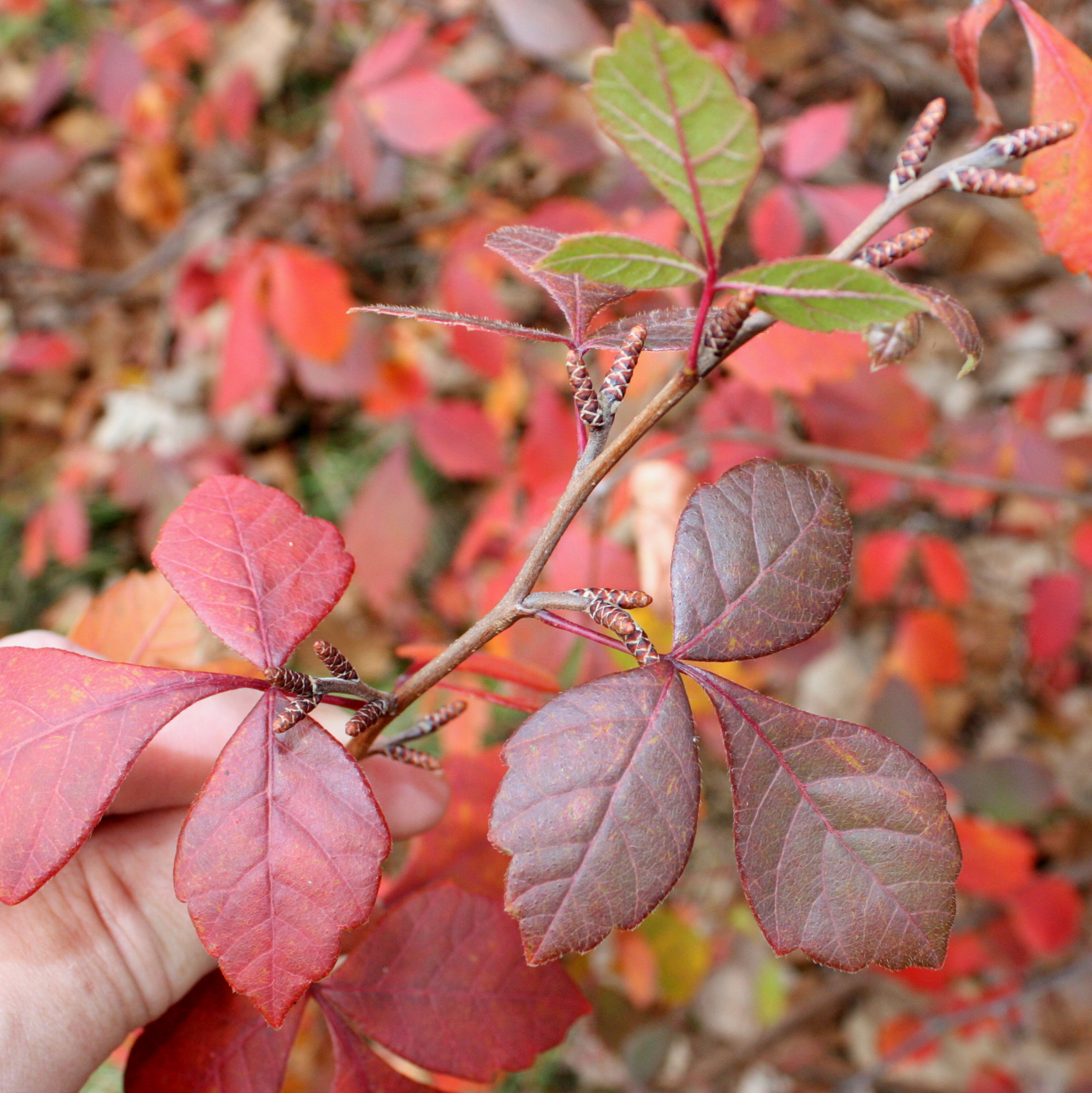Gro-Low Sumac