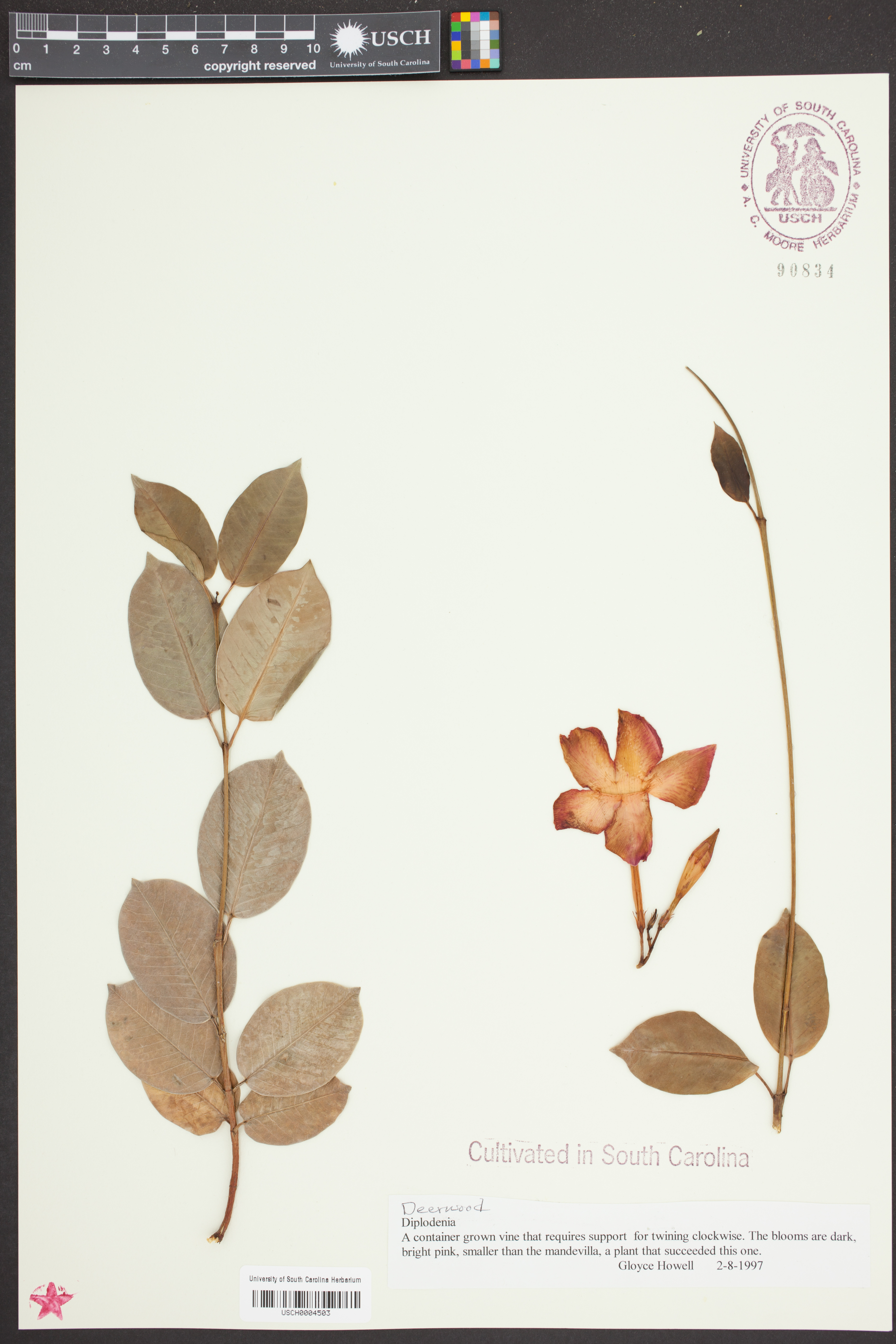 Dipladenia