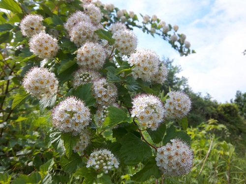Ninebark True 'Tiny Wine'