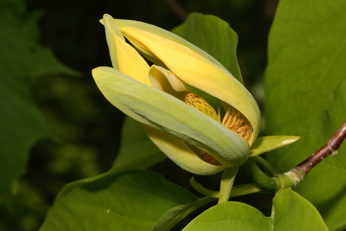Butterflies Magnolia