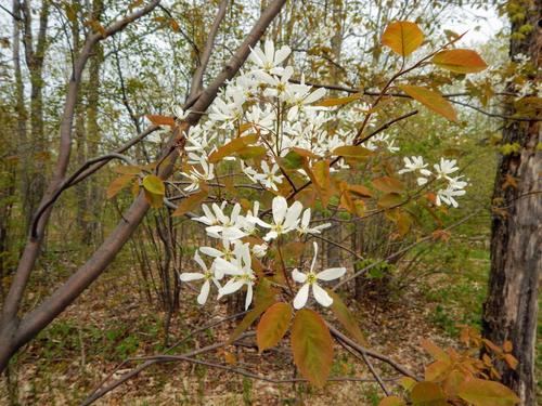 Allegheny Serviceberry