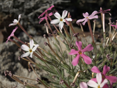 Portfolio Phlox True
