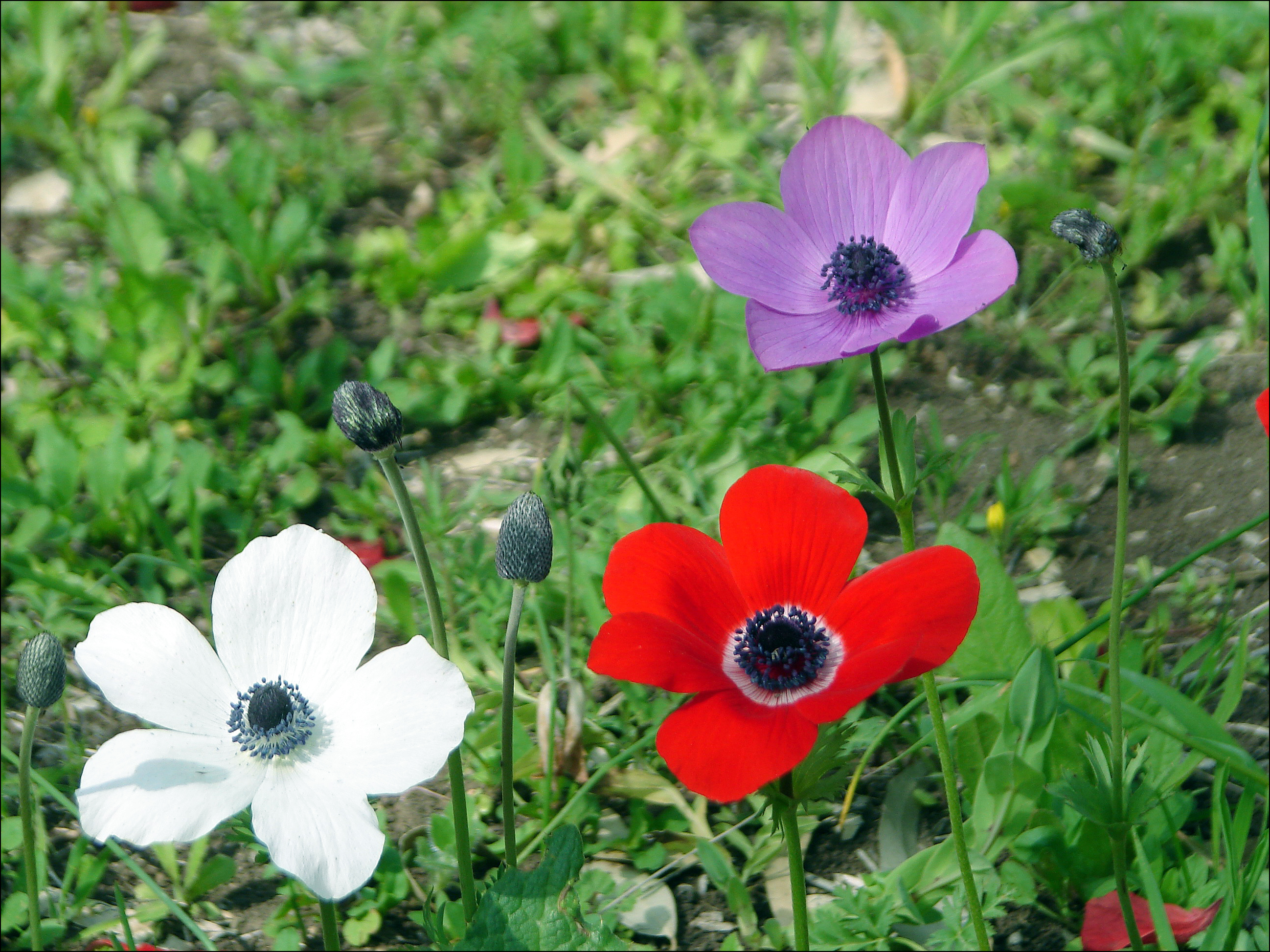 Japanese Anemone
