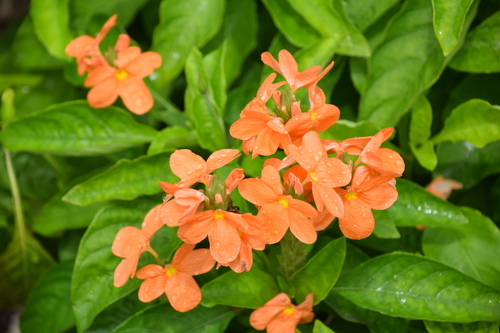 Firecracker Flower True