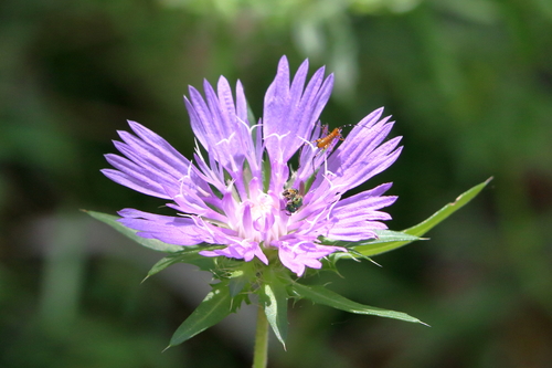 Stokes Aster