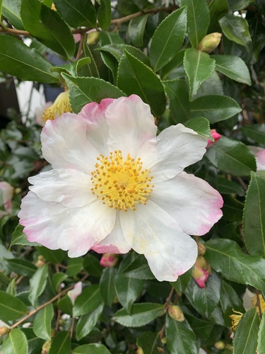 Camellia