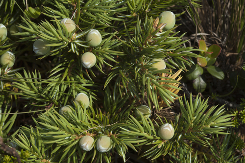 Blue Pacific Shore Juniper