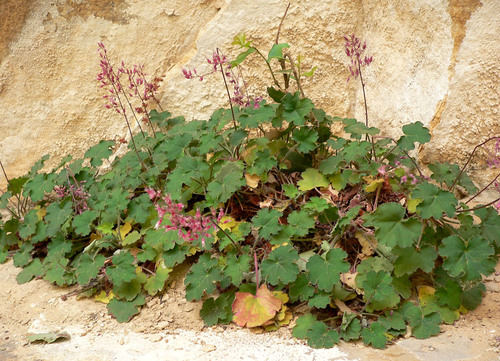 Coral Bells