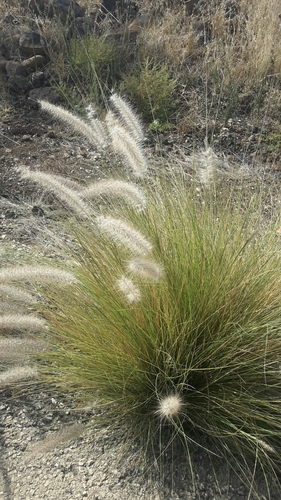 Oriental Fountain Grass