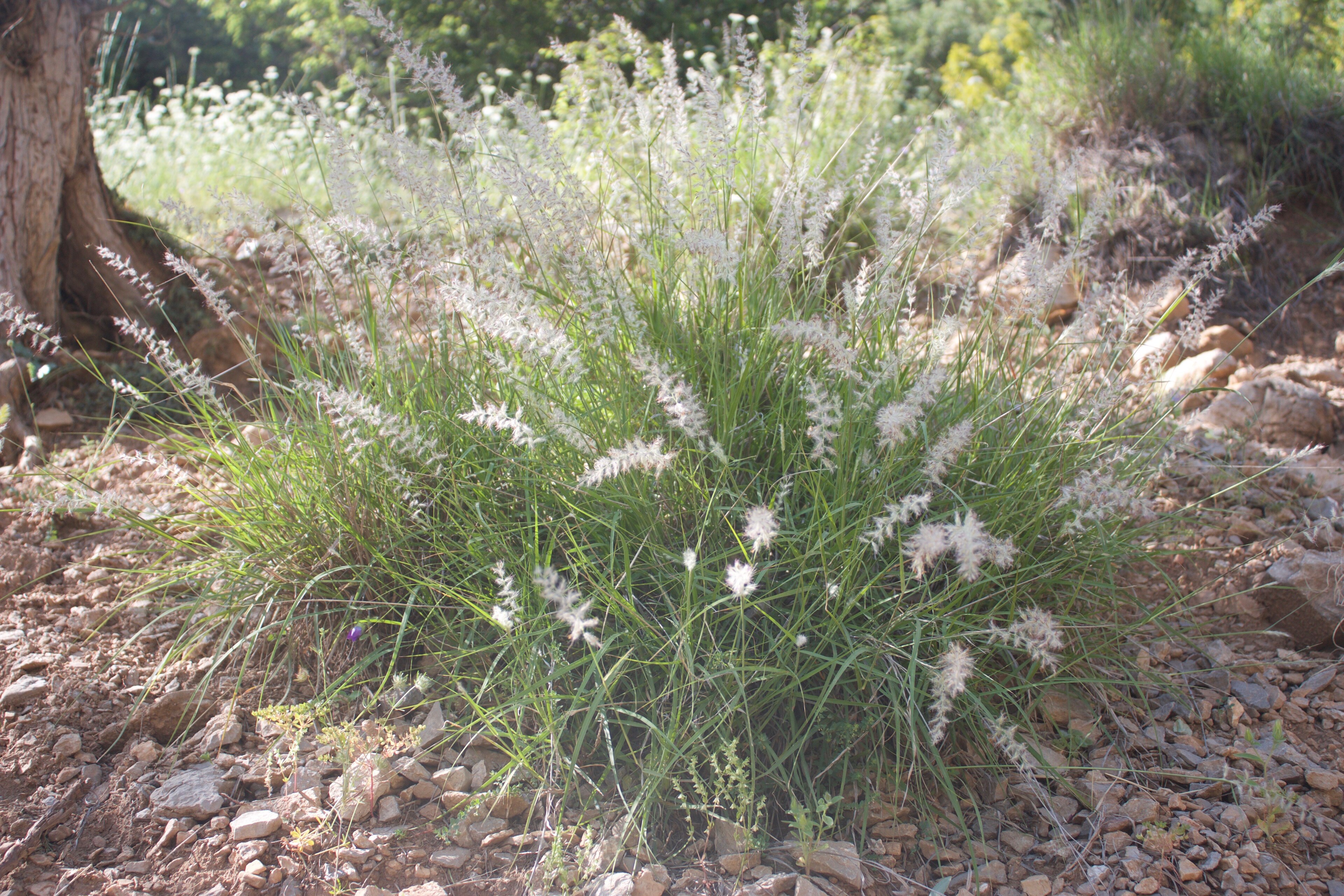 Oriental Fountain Grass