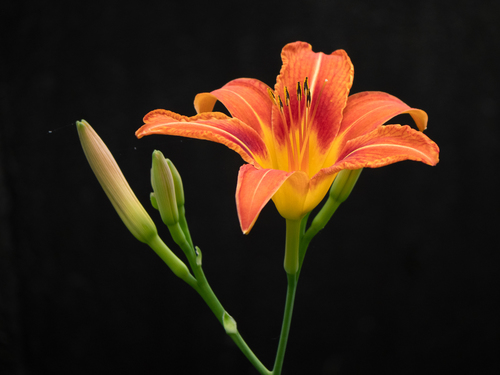 Daylily