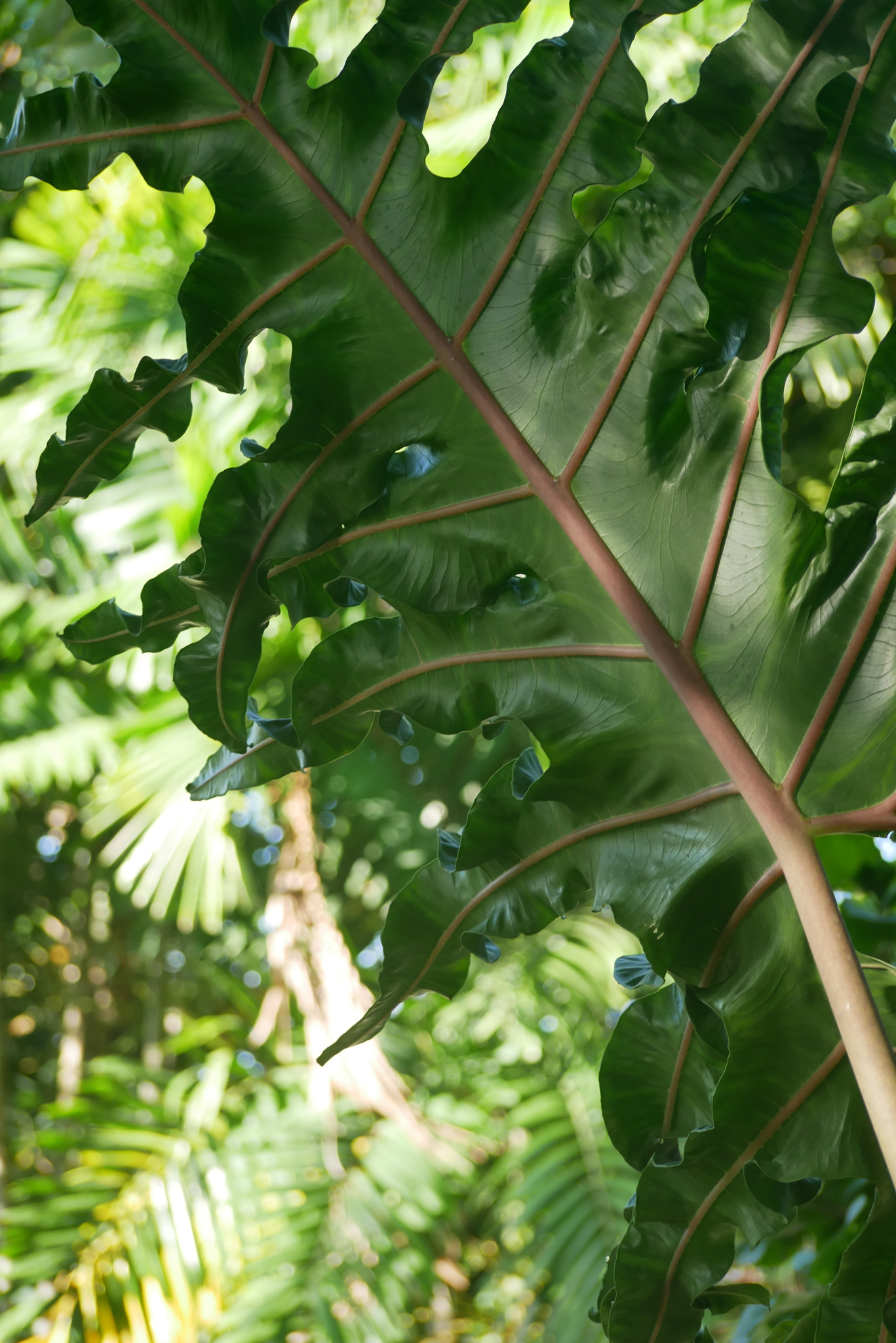 Portodora Elephant Ear