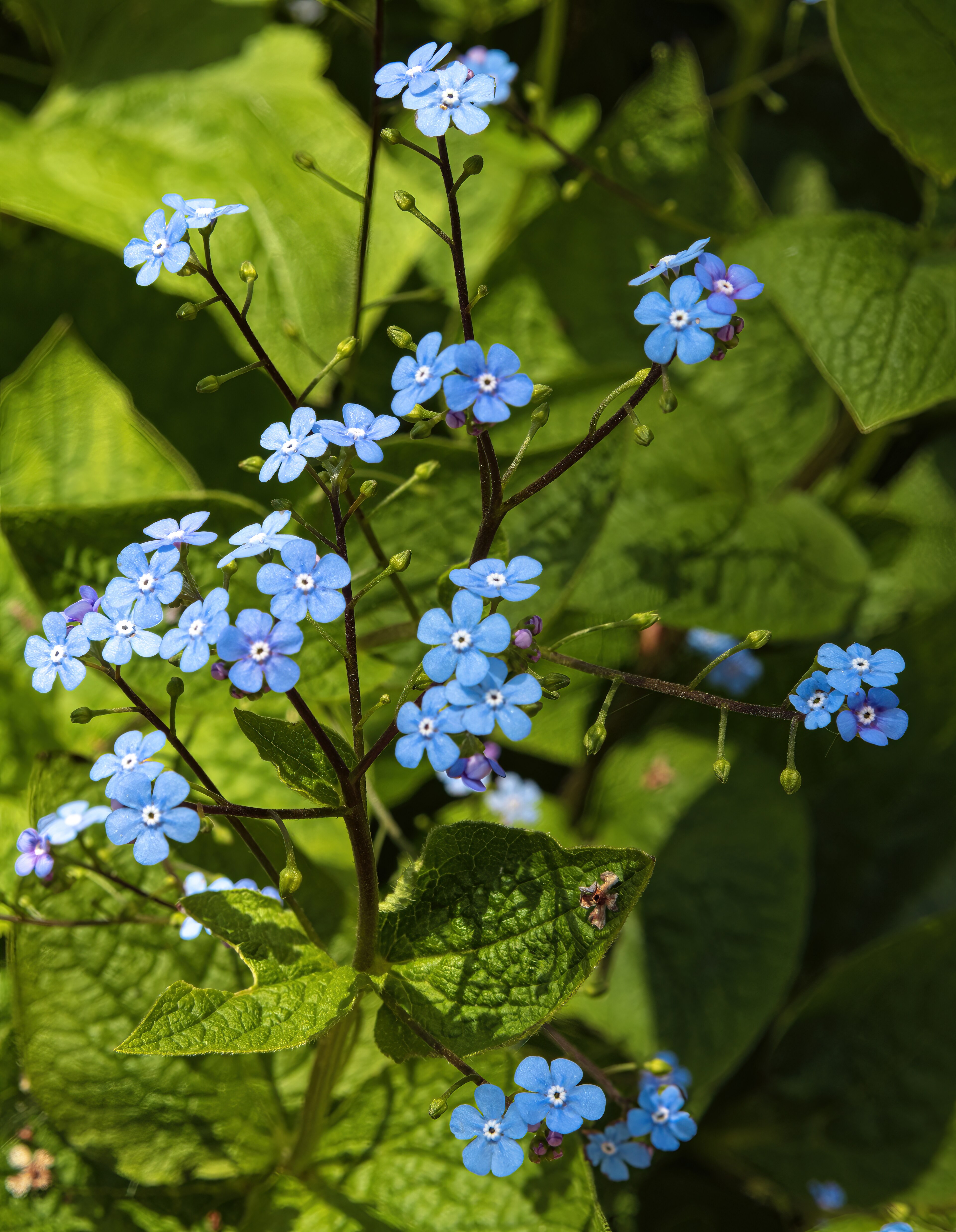 Siberian Bugloss