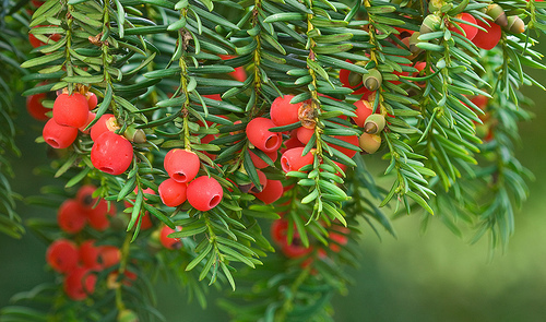 English Yew